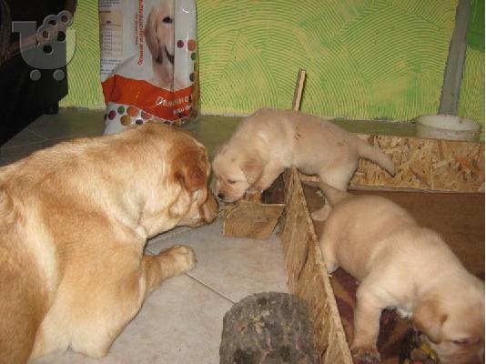 PoulaTo: Labrador